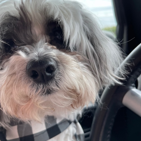 Meet your Posher, Renée - Picture 2 of 2